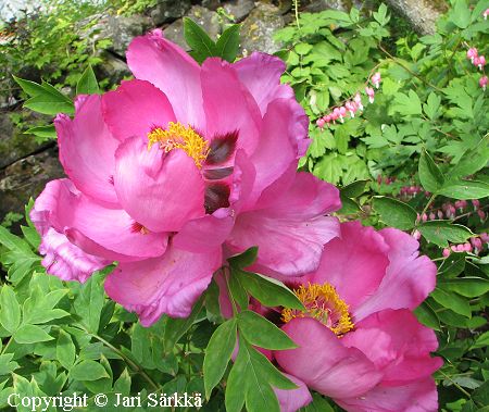 Paeonia rockii, kiinanpensaspioni